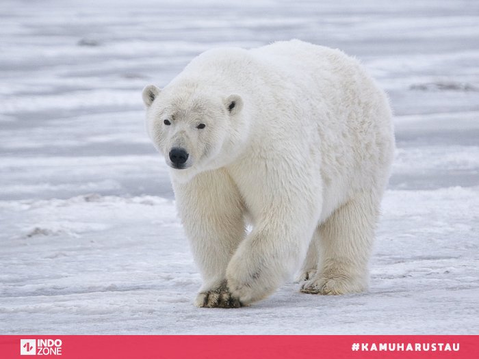 Detail Gambar Beruang Kutub Di Atas Es Yang Mencair Nomer 32