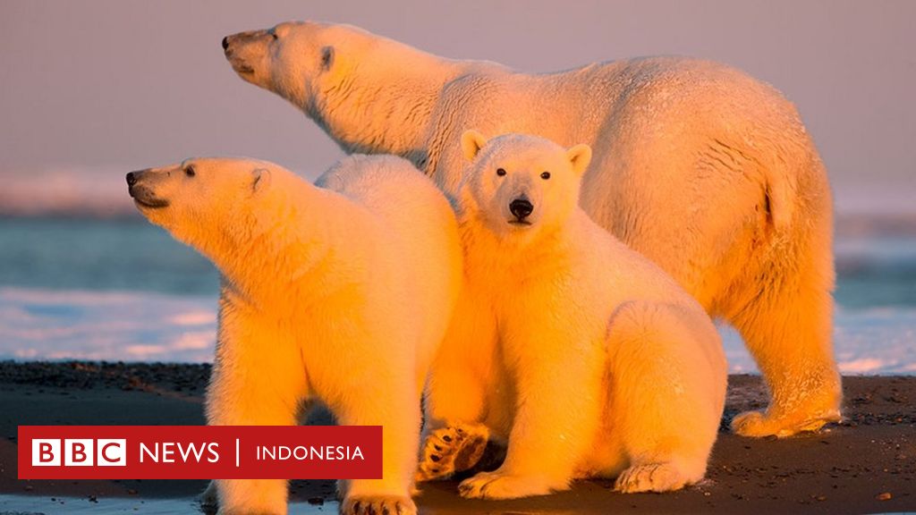 Detail Gambar Beruang Kutub Di Atas Es Yang Mencair Nomer 42
