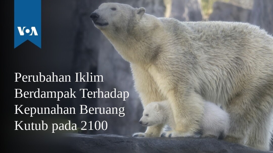Detail Gambar Beruang Kutub Di Atas Es Yang Mencair Nomer 43