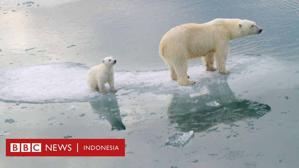 Detail Gambar Beruang Laut Nomer 38