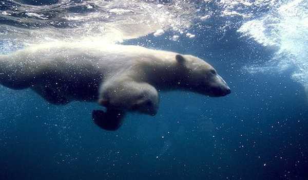 Detail Gambar Beruang Laut Nomer 40