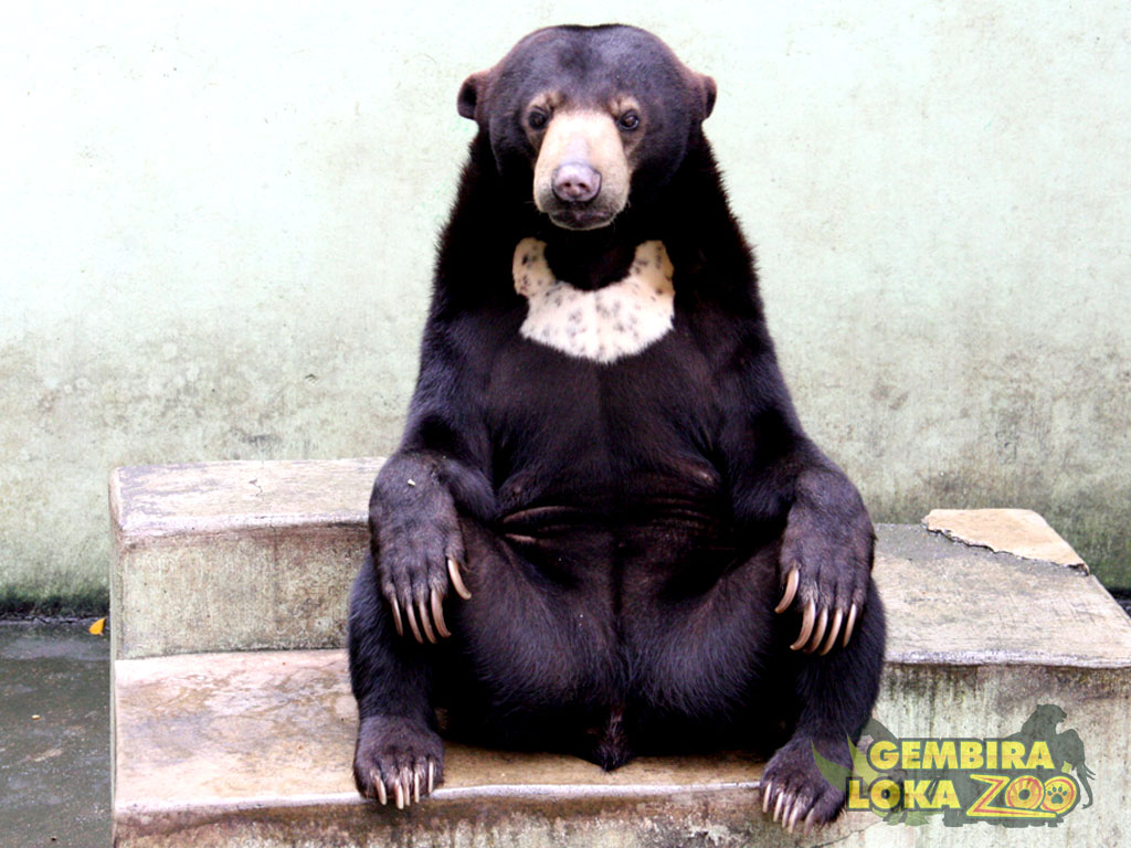 Detail Gambar Beruang Madu Nomer 11