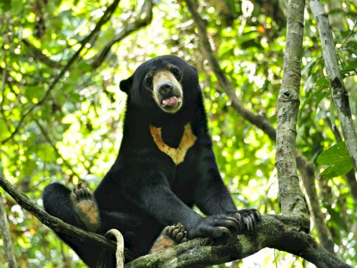 Detail Gambar Beruang Madu Nomer 3