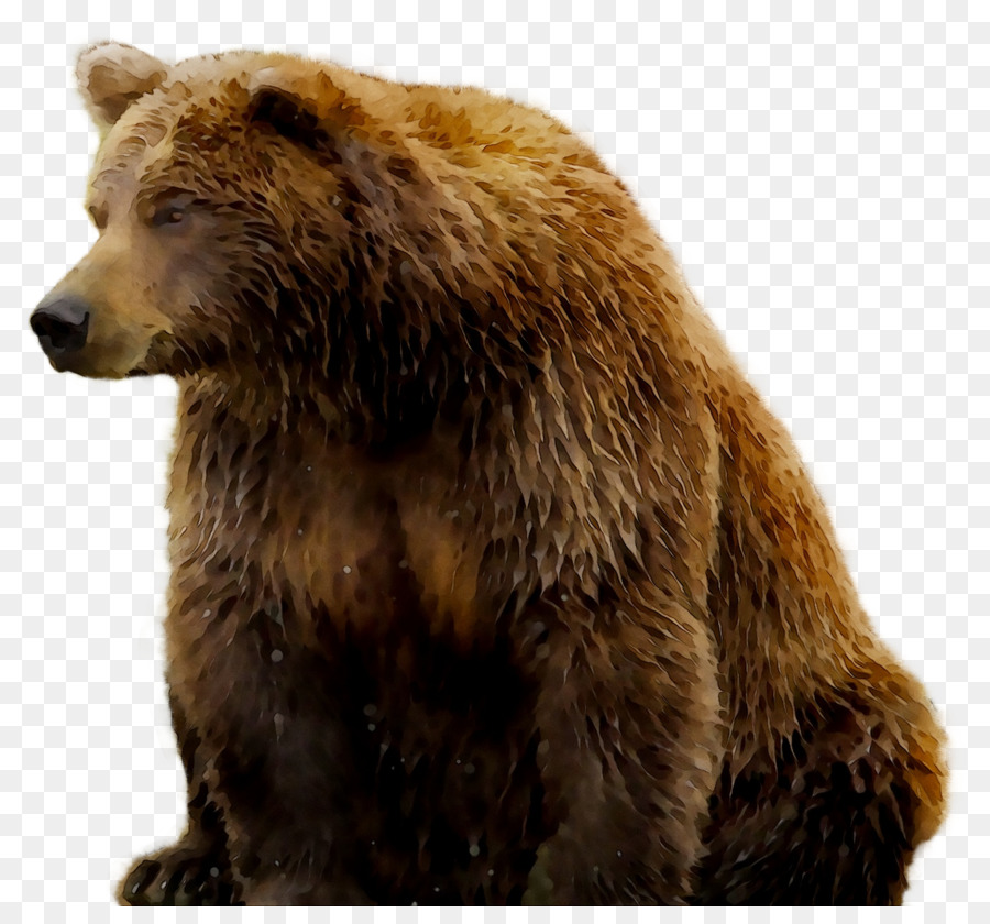 Detail Gambar Beruang Png Nomer 13