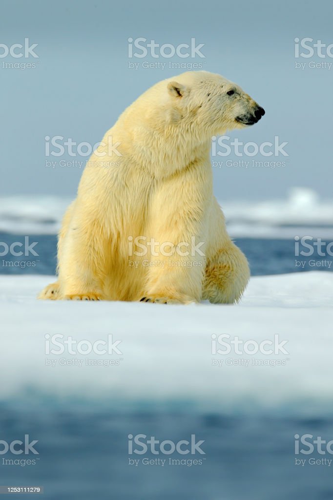 Detail Gambar Beruang Putih Nomer 43
