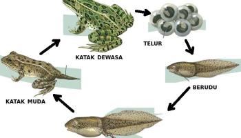 Detail Gambar Berudu Katak Nomer 27