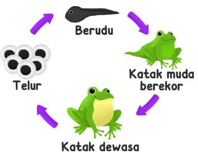 Detail Gambar Berudu Katak Nomer 33