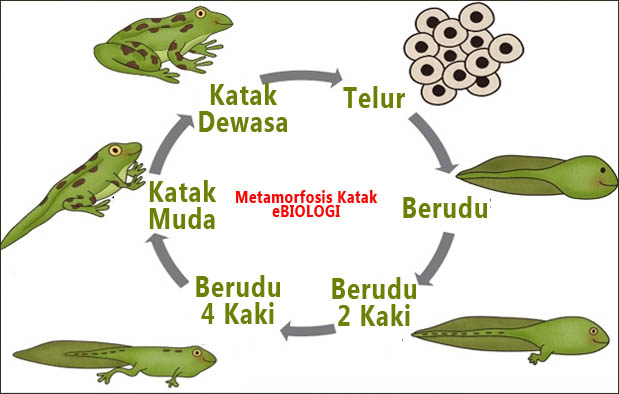 Detail Gambar Berudu Katak Nomer 6