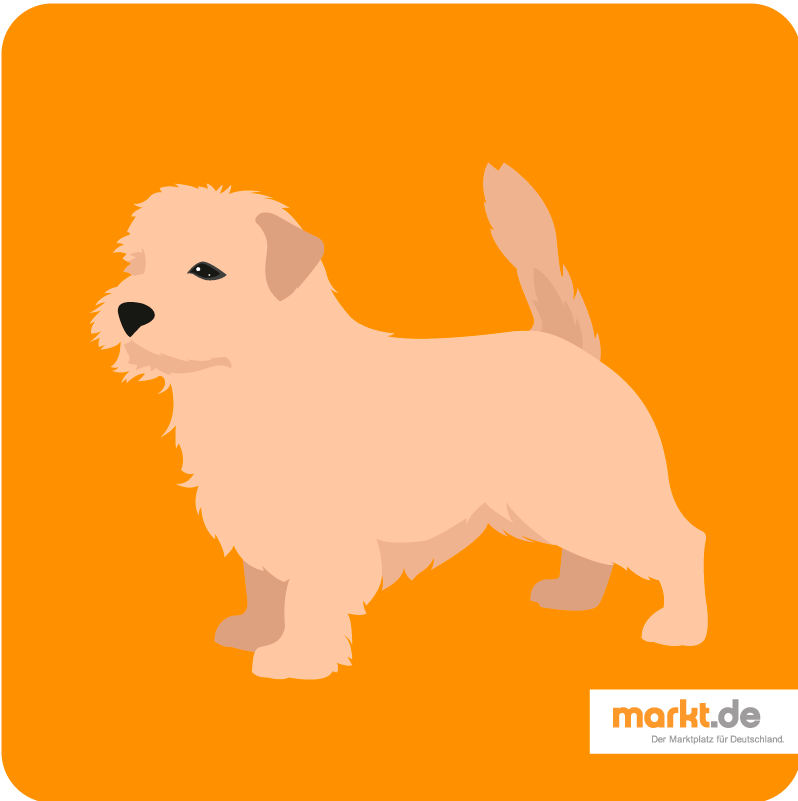 Detail Norfolk Terrier Images Nomer 9