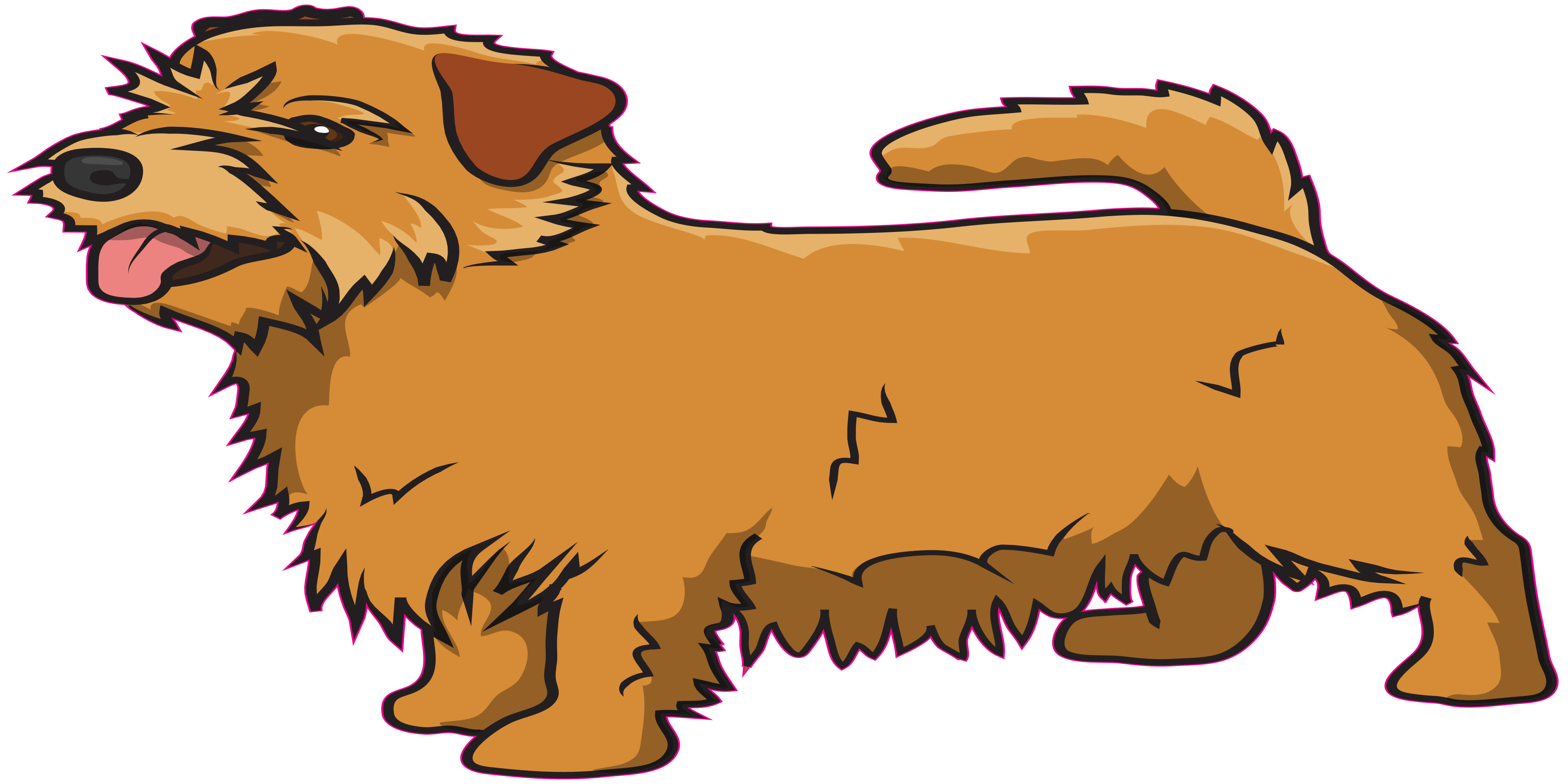 Detail Norfolk Terrier Images Nomer 16