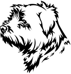 Detail Norfolk Terrier Images Nomer 25