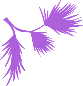 Detail Violet Willow Tree Nomer 18