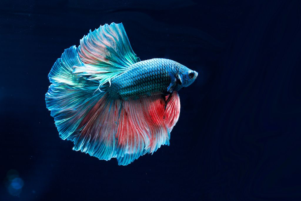 Gambar Betta Fish - KibrisPDR