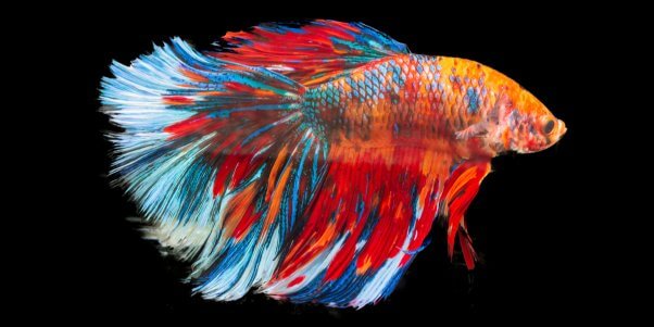 Detail Gambar Betta Fish Nomer 2