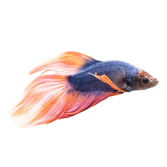 Detail Gambar Betta Fish Nomer 18