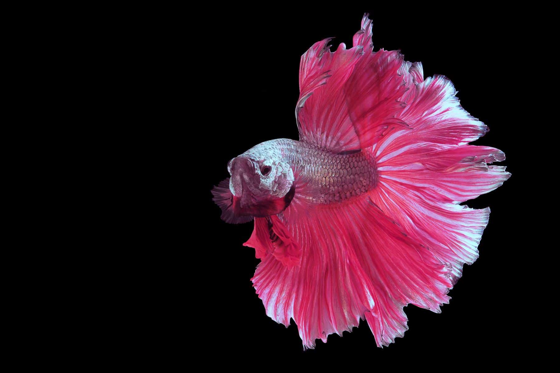 Detail Gambar Betta Fish Nomer 32