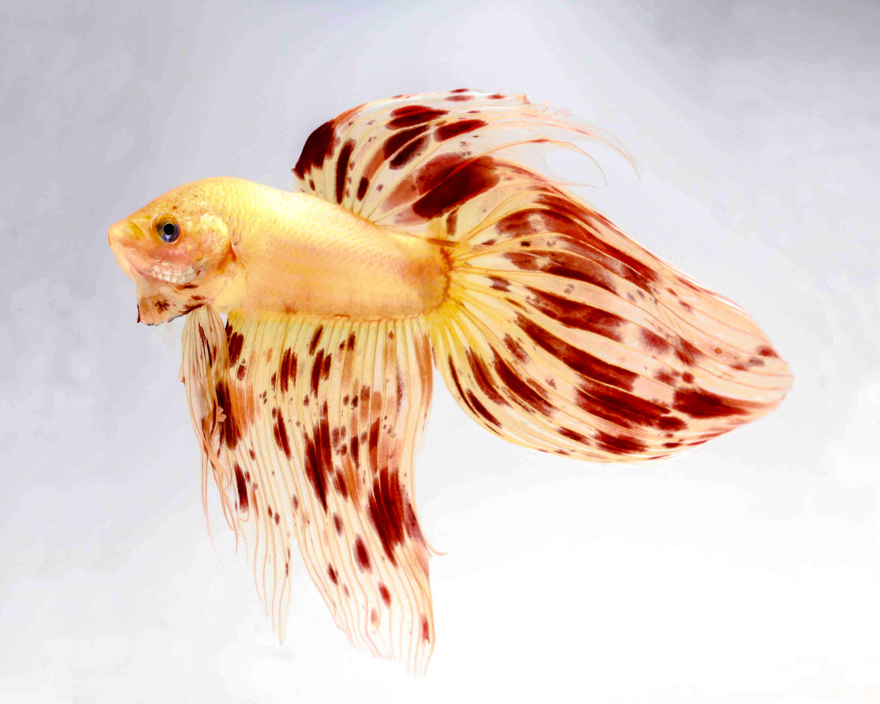 Detail Gambar Betta Fish Nomer 34