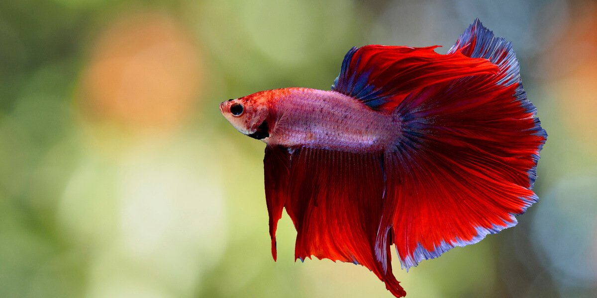 Detail Gambar Betta Fish Nomer 5