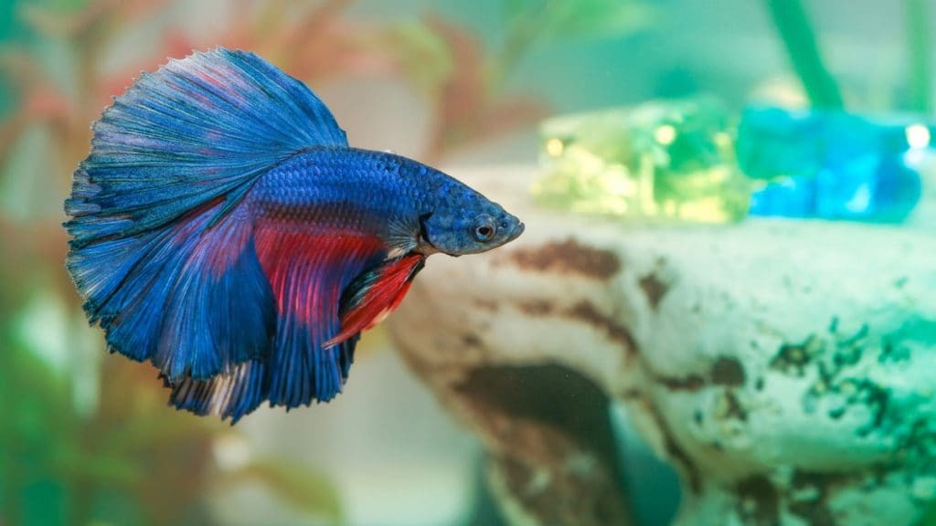 Detail Gambar Betta Fish Nomer 42