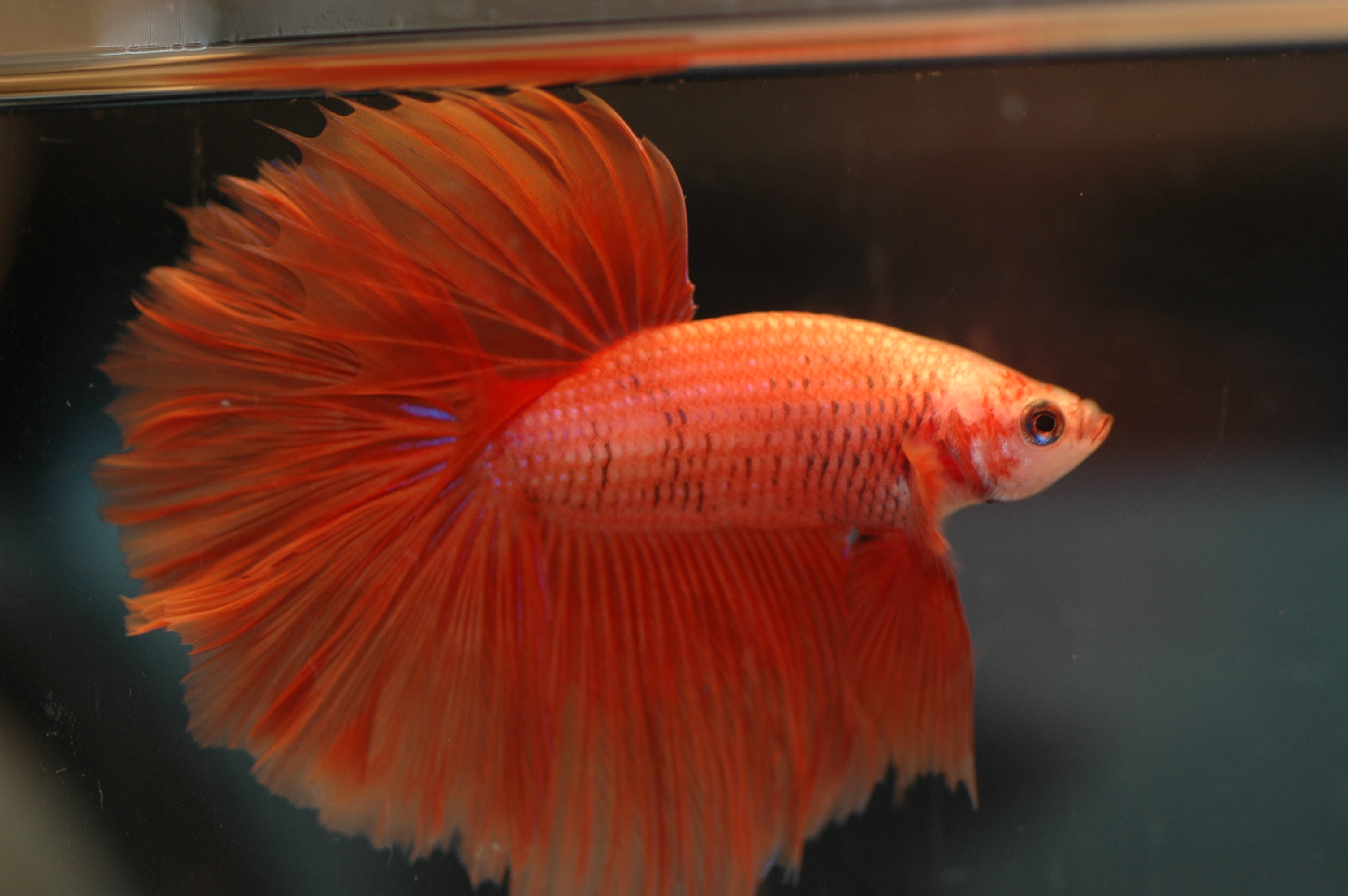 Detail Gambar Betta Fish Nomer 48