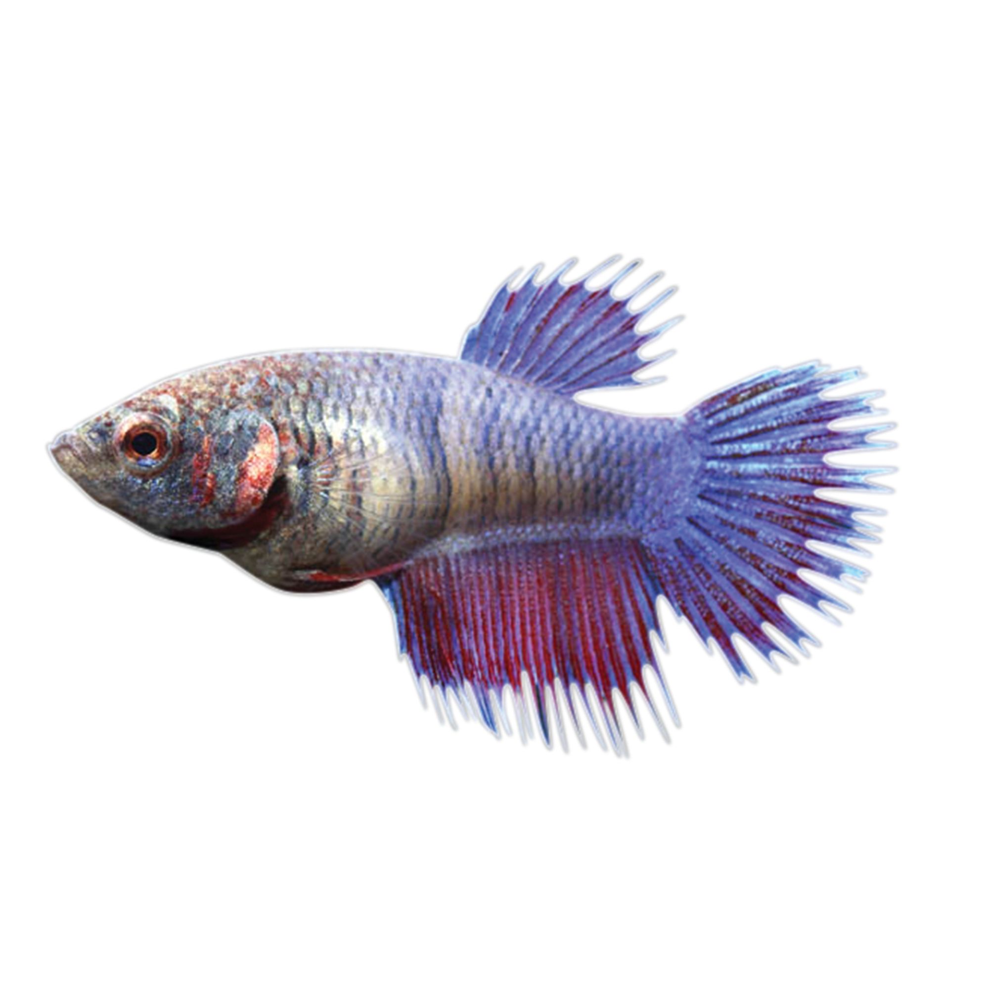 Detail Gambar Betta Fish Nomer 49