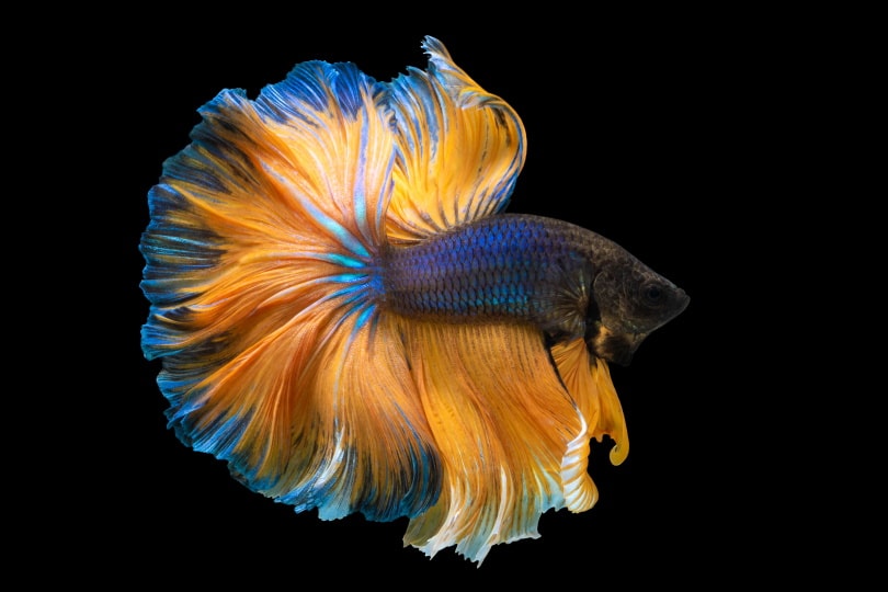 Detail Gambar Betta Fish Nomer 9