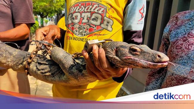 Detail Gambar Biawak Besar Nomer 26