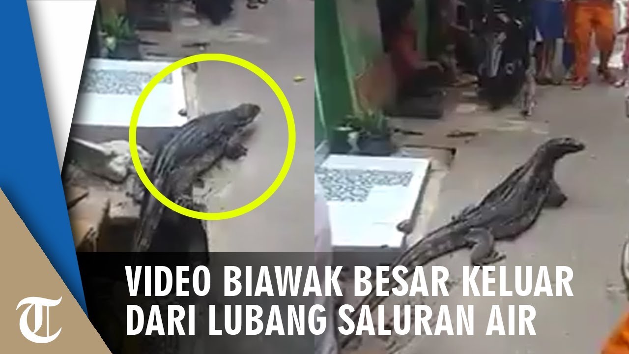 Detail Gambar Biawak Besar Nomer 46