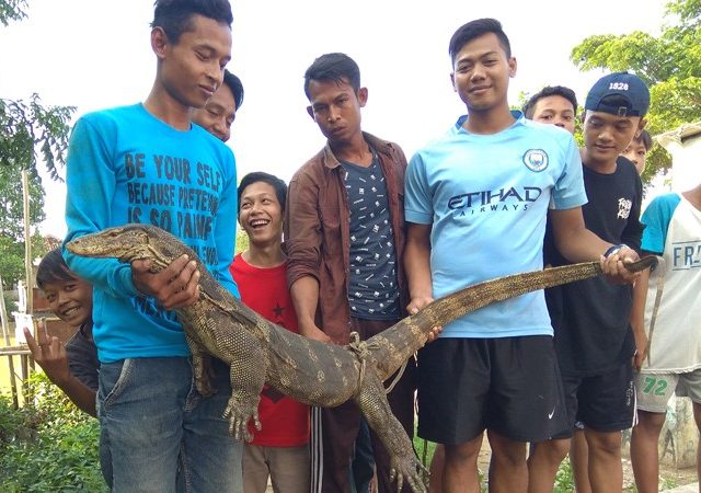 Detail Gambar Biawak Terbesar Di Dunia Nomer 34