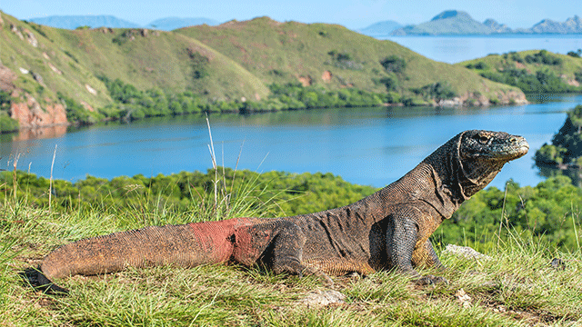 Detail Gambar Biawak Terbesar Di Dunia Nomer 39