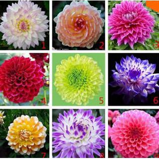 Detail Gambar Bibit Bunga Dahlia Nomer 2