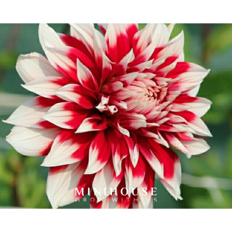 Detail Gambar Bibit Bunga Dahlia Nomer 46