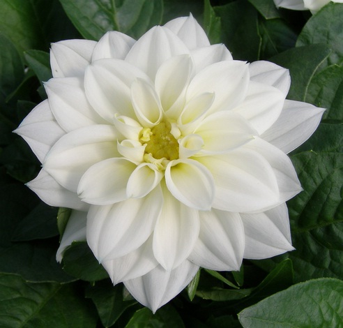 Detail Gambar Bibit Bunga Dahlia Nomer 51