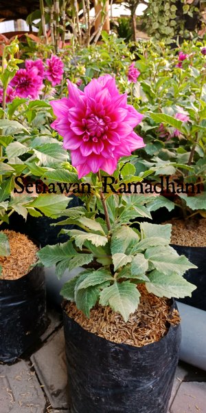 Detail Gambar Bibit Bunga Dahlia Nomer 57