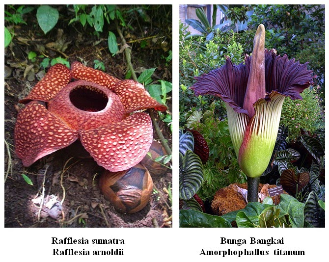 Detail Gambar Bibit Bunga Raflesia Nomer 17