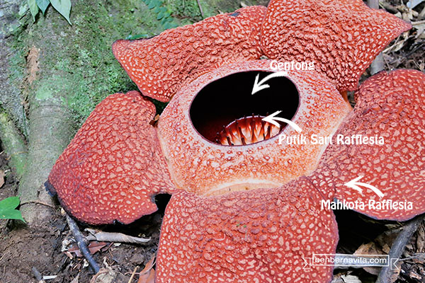 Detail Gambar Bibit Bunga Raflesia Nomer 33