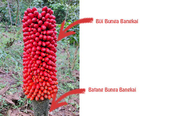 Detail Gambar Bibit Bunga Raflesia Nomer 42