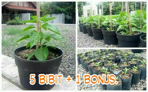 Detail Gambar Bibit Cabe Nomer 14