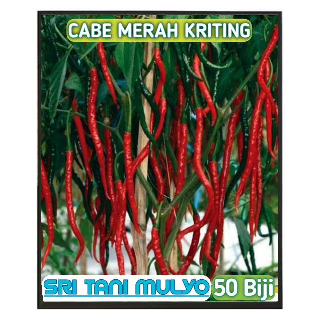 Detail Gambar Bibit Cabe Nomer 51