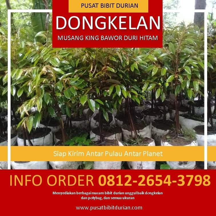 Detail Gambar Bibit Durian Nomer 40