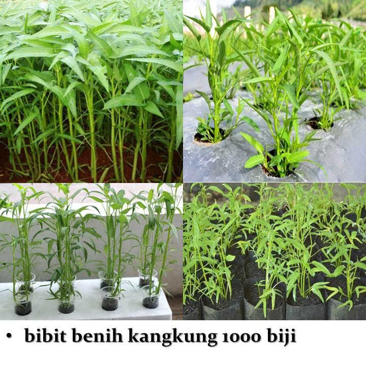 Detail Gambar Bibit Kangkung Nomer 13