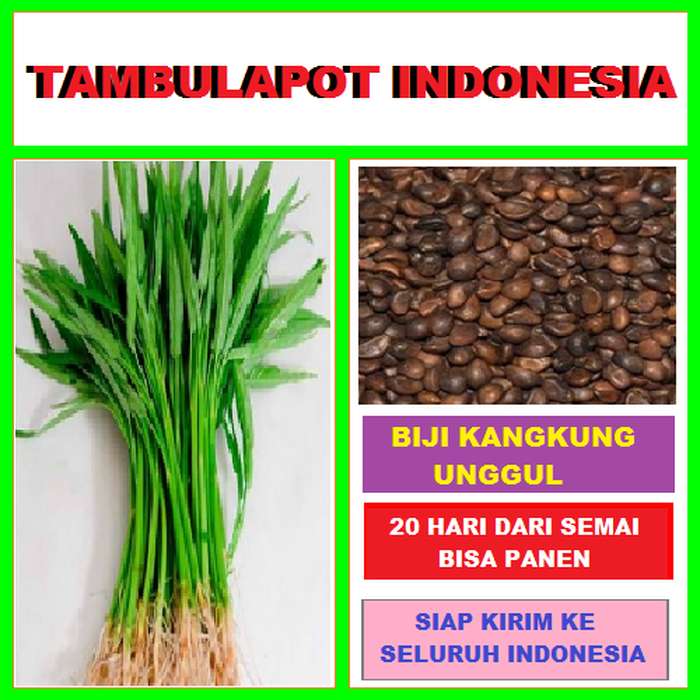 Detail Gambar Bibit Kangkung Nomer 25