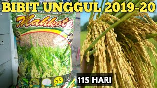 Detail Gambar Bibit Padi Nomer 18