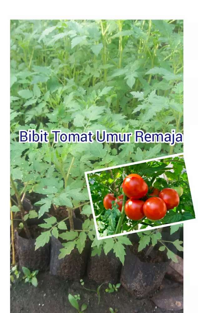 Detail Gambar Bibit Tomat Nomer 49