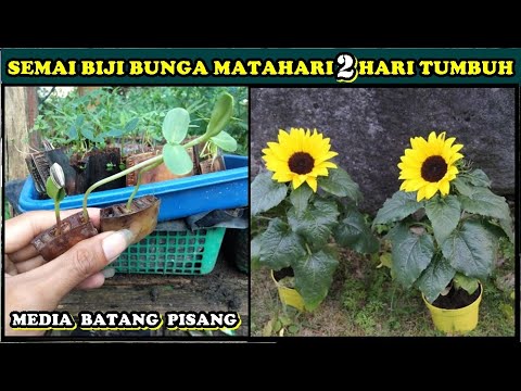 Detail Gambar Biji Bunga Matahari Nomer 53