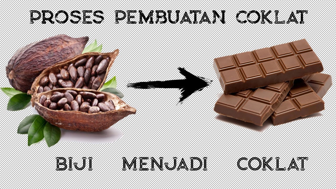 Detail Gambar Biji Coklat Kering Nomer 31