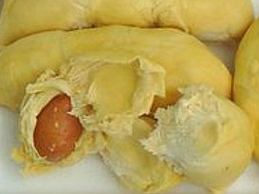 Detail Gambar Biji Durian Nomer 10