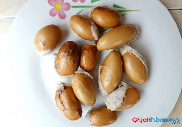 Detail Gambar Biji Durian Nomer 12