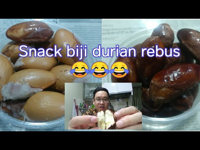 Detail Gambar Biji Durian Nomer 17