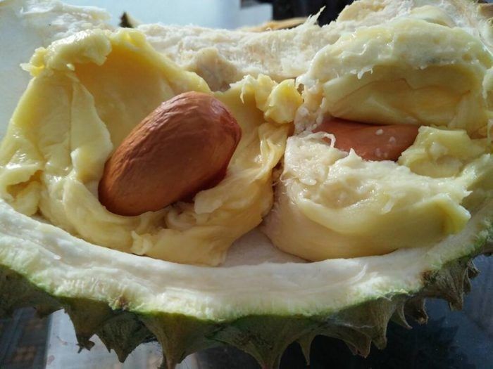 Detail Gambar Biji Durian Nomer 20